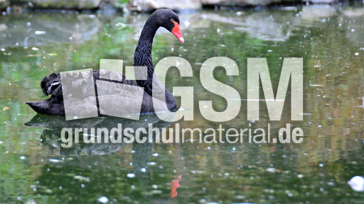 Trauerschwan (1).jpg